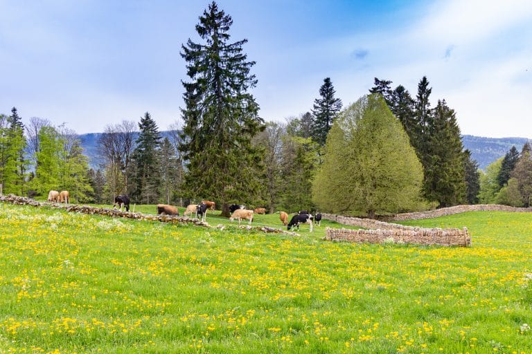 paysage vaches jura